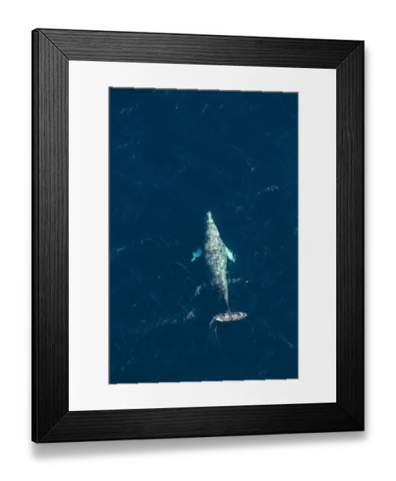 Framed Print : North Pacific right whale (Eubalaena japonica) swimming near surface, aerial view Framed Print : North Pacific right whale (Eubalaena japonica) swimming near surface, aerial view