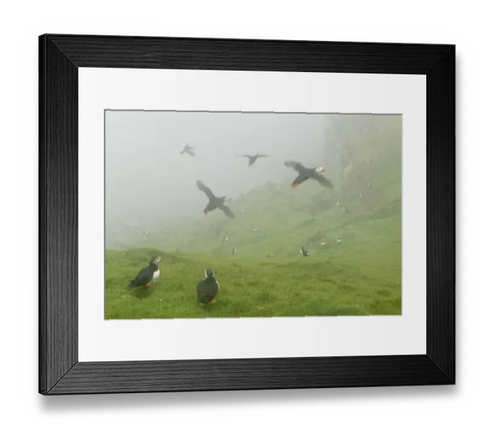 Framed Print : Atlantic Puffins (Fratercula arctica) in flight in mist, Skomer Island, Wales, UK, August Framed Print : Atlantic Puffins (Fratercula arctica) in flight in mist, Skomer Island, Wales, UK, August