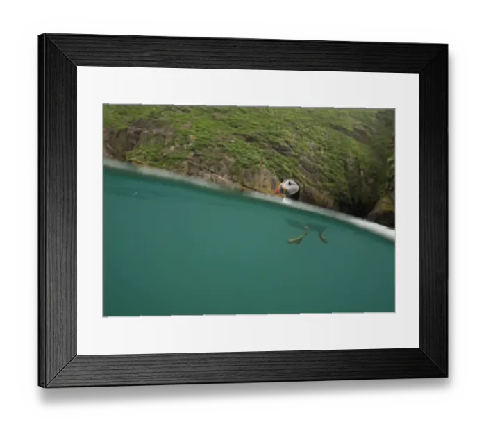 Framed Print : Atlantic Puffin (Fratercula arctica) swimming, split level view, Skomer Island, Wales Framed Print : Atlantic Puffin (Fratercula arctica) swimming, split level view, Skomer Island, Wales