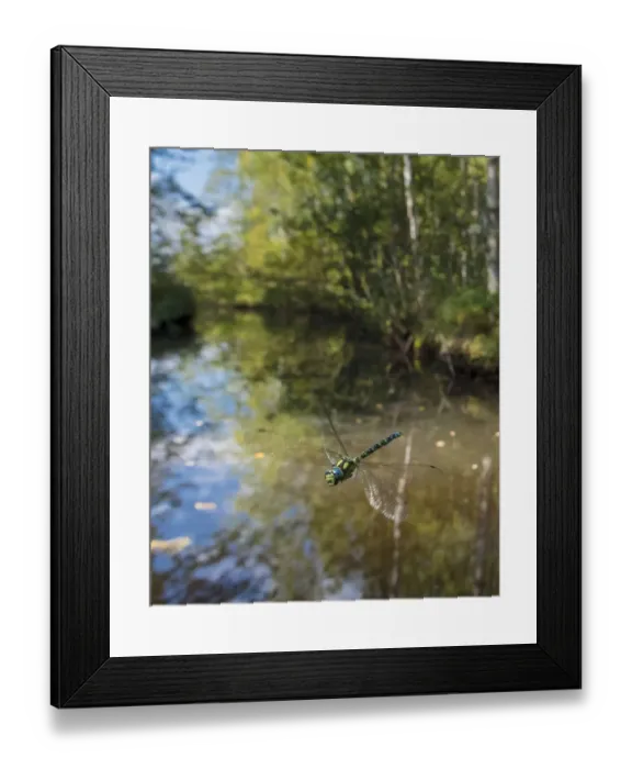 Framed Print : Southern hawker dragonfly (Aeshna cyanea) flying in habitat, Joutsa, Central Finland, August Framed Print : Southern hawker dragonfly (Aeshna cyanea) flying in habitat, Joutsa, Central Finland, August