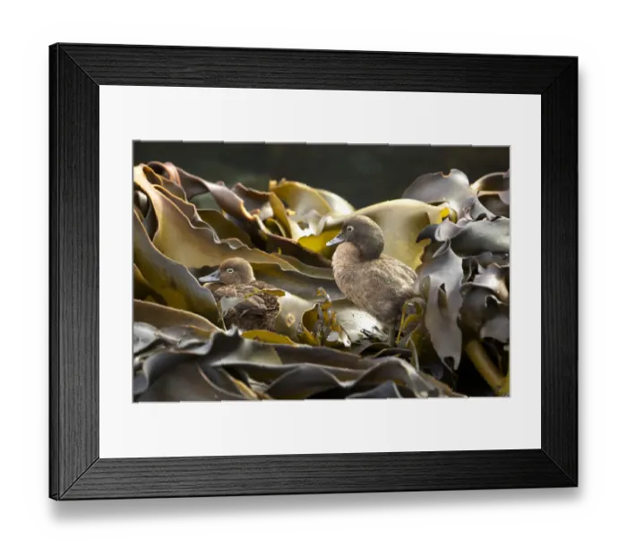 Framed Print : Auckland Island brown teal (Anas aucklandica) flightless and feeds and roosts in onshore kelp beds Framed Print : Auckland Island brown teal (Anas aucklandica) flightless and feeds and roosts in onshore kelp beds