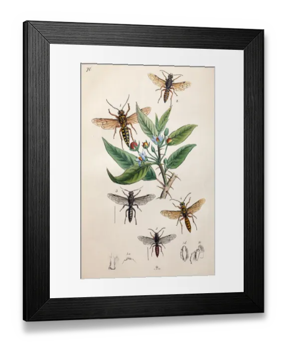 Framed Print : Illustration of Hornets and Wasps, from Arcana entomologica, or, Illustrations of new Framed Print : Illustration of Hornets and Wasps, from Arcana entomologica, or, Illustrations of new