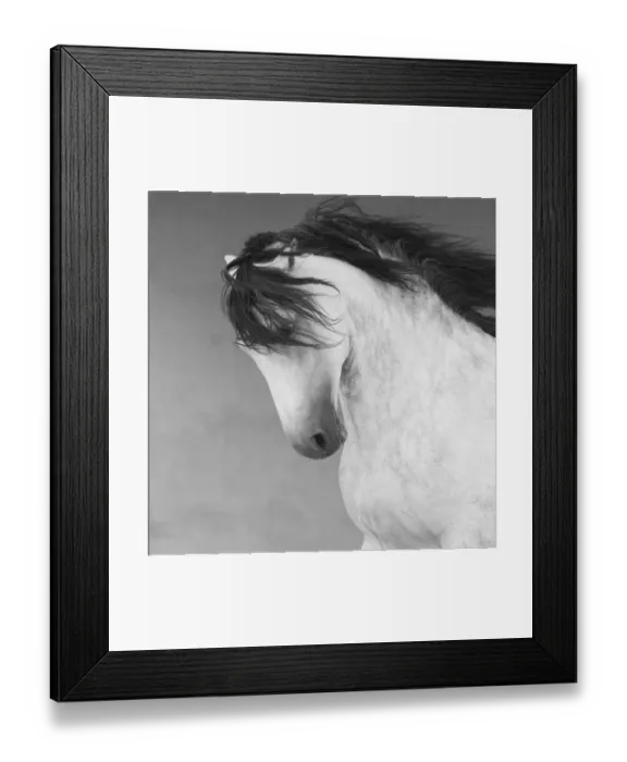 Framed Print : Head portrait of grey Andalusian stallion running with mane flowing in arena in Northern France Framed Print : Head portrait of grey Andalusian stallion running with mane flowing in arena in Northern France