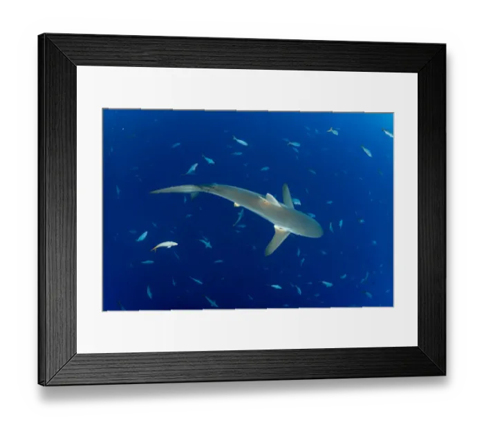Framed Print : Silky shark (Carcharhinus falciformis) San Benedicto Island, Revillagigedo Archipelago