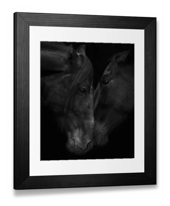 Framed Print : Head portrait of black Andalusian stallion and mare meeting for the first time in southern Spain Framed Print : Head portrait of black Andalusian stallion and mare meeting for the first time in southern Spain