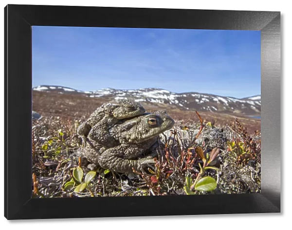 Common toad (Bufo bufo) pair in amplexus, Deeside, Scotland April
