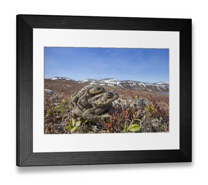 Framed Print : Common toad (Bufo bufo) pair in amplexus, Deeside, Scotland April Framed Print : Common toad (Bufo bufo) pair in amplexus, Deeside, Scotland April