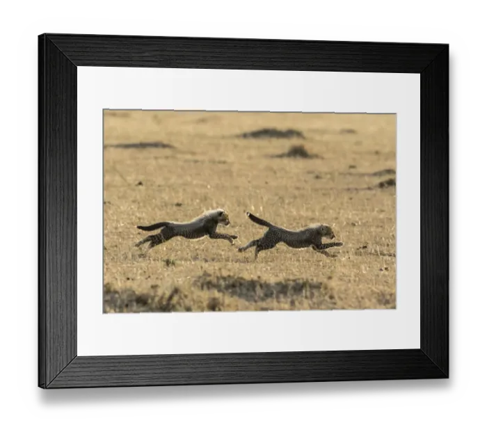 Framed Print : Cheetah (Acinonyx jubatus), cubs age 8 weeks playing, Masai Mara Game Reserve, Kenya Framed Print : Cheetah (Acinonyx jubatus), cubs age 8 weeks playing, Masai Mara Game Reserve, Kenya