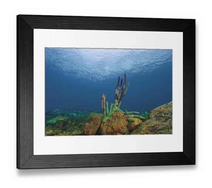 Framed Print : Sick sponge, stricken by a Cyanobacteria, Lake Baikal, Siberia, Russia. December