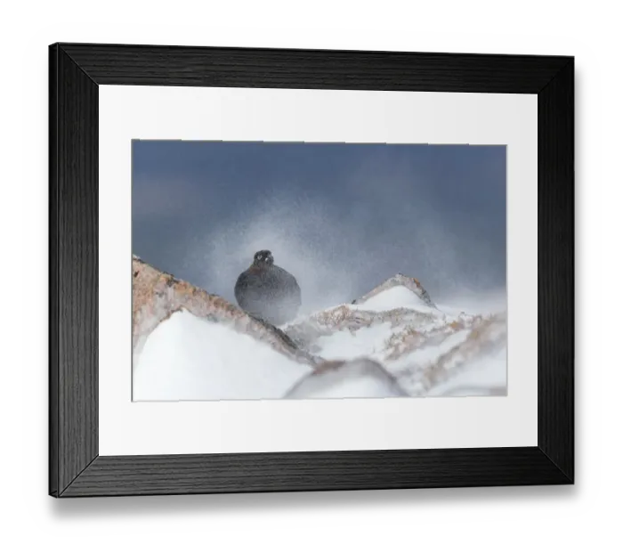 Framed Print : Red Grouse (Lagopus lagopus scoticus) male on rock in swirling spindrift of snow Framed Print : Red Grouse (Lagopus lagopus scoticus) male on rock in swirling spindrift of snow