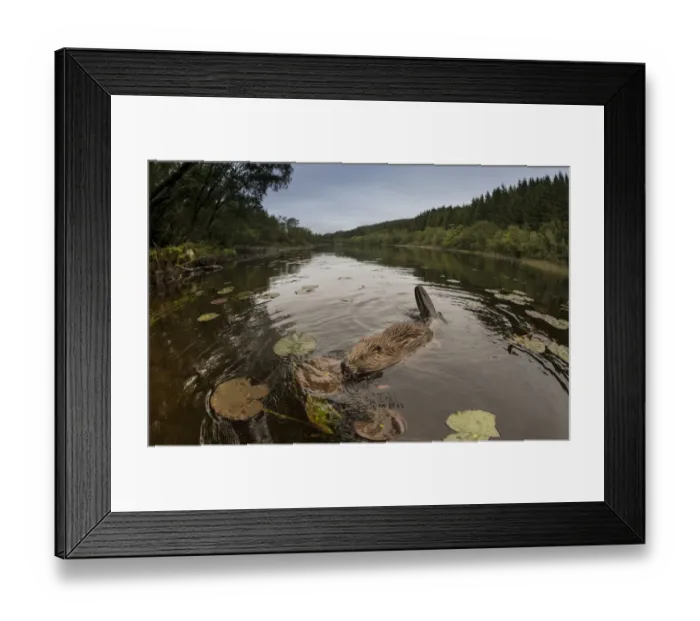 Framed Print : European beaver (Castor fiber) foraging at dusk, Knapdale Forest, Argyll, Scotland Framed Print : European beaver (Castor fiber) foraging at dusk, Knapdale Forest, Argyll, Scotland