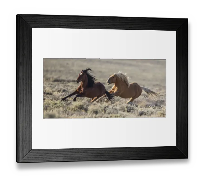 Framed Print : Wild Mustang stallion chasing another away from his family in White Mountain Herd Area Framed Print : Wild Mustang stallion chasing another away from his family in White Mountain Herd Area