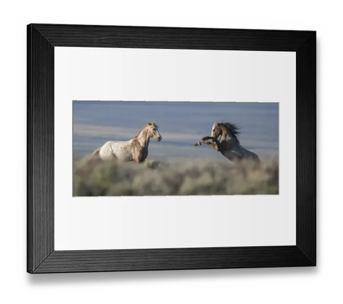 Framed Print : Two wild Mustang stallions fighting in White Mountain Herd Area, Wyoming, USA. August Framed Print : Two wild Mustang stallions fighting in White Mountain Herd Area, Wyoming, USA. August