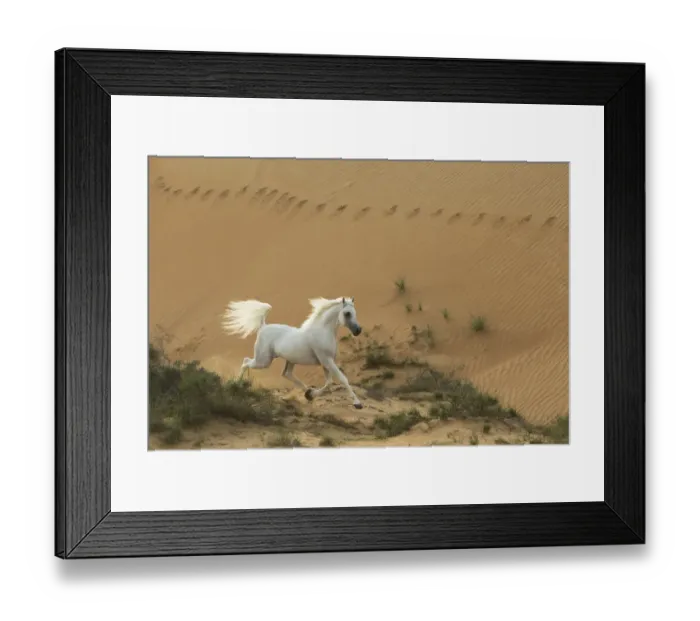 Framed Print : Grey Arabian stallion running in desert dunes near Dubai, United Arab Emirates Framed Print : Grey Arabian stallion running in desert dunes near Dubai, United Arab Emirates