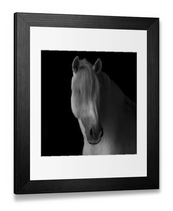 Framed Print : Head portrait of grey Andalusian stallion in dark barn, Northern France, Europe Framed Print : Head portrait of grey Andalusian stallion in dark barn, Northern France, Europe