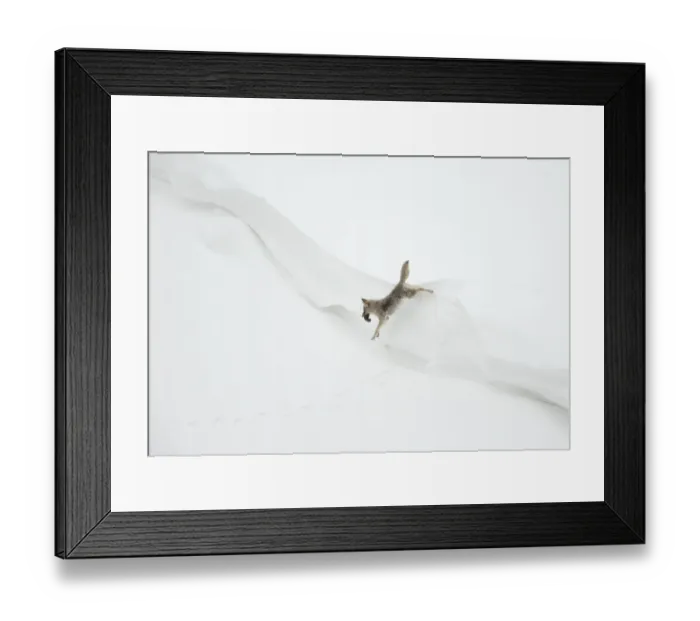 Framed Print : Coyote (Canis latrans) jumping in snow with its prey, Yellowstone National Park, Wyoming Framed Print : Coyote (Canis latrans) jumping in snow with its prey, Yellowstone National Park, Wyoming