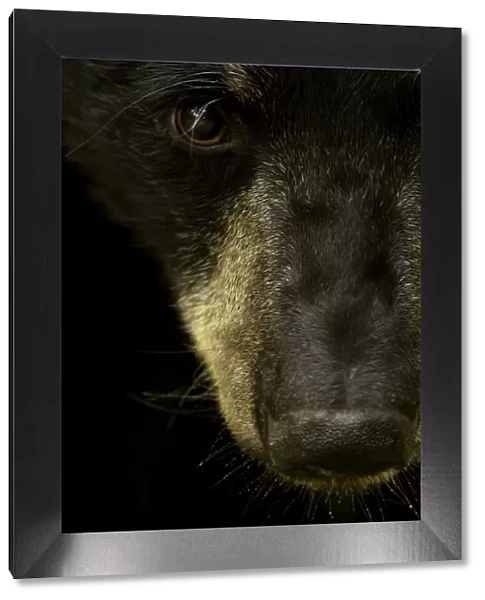 Black bear (Ursus americanus) male close up head portrait, Minnesota, USA, June