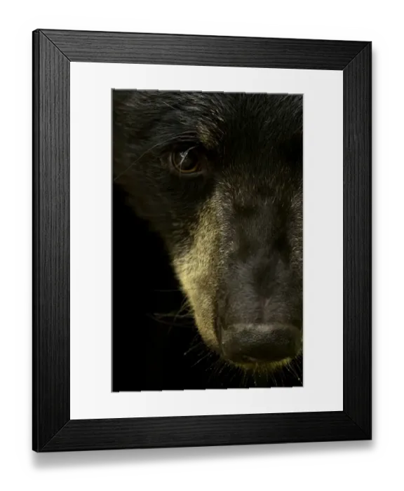 Framed Print : Black bear (Ursus americanus) male close up head portrait, Minnesota, USA, June Framed Print : Black bear (Ursus americanus) male close up head portrait, Minnesota, USA, June