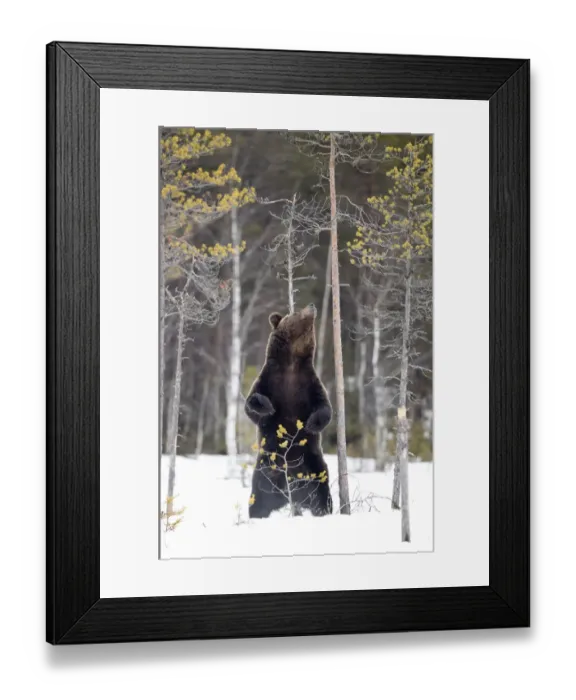Framed Print : European brown bear (Ursus arctos) scratching up against tree in snow, Finland, April Framed Print : European brown bear (Ursus arctos) scratching up against tree in snow, Finland, April