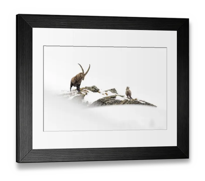 Framed Print : Alpine ibex (Capra ibex) adult male in deep snow on a ridge with young during snowfall Framed Print : Alpine ibex (Capra ibex) adult male in deep snow on a ridge with young during snowfall