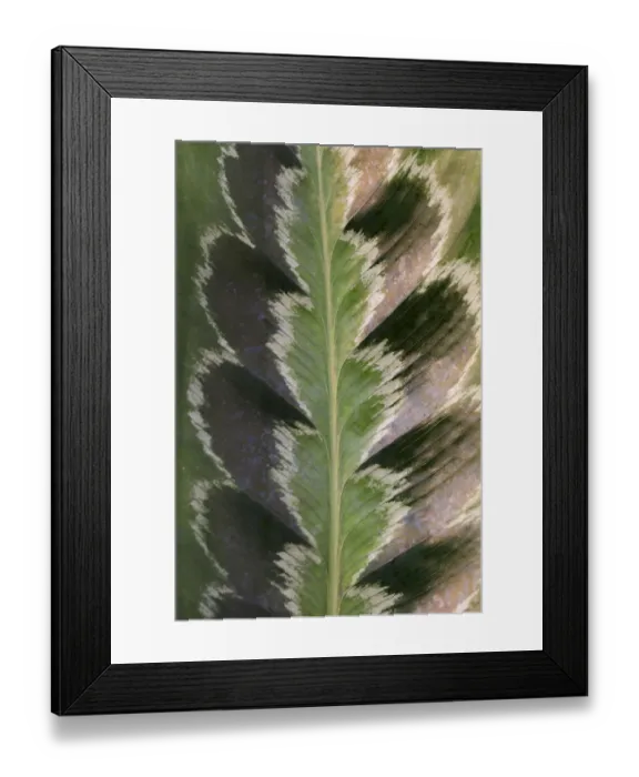 Framed Print : Prayer plant (Calathea plowmanii) close up of leaf, TU Delft Botanical Garden, Netherlands, August Framed Print : Prayer plant (Calathea plowmanii) close up of leaf, TU Delft Botanical Garden, Netherlands, August