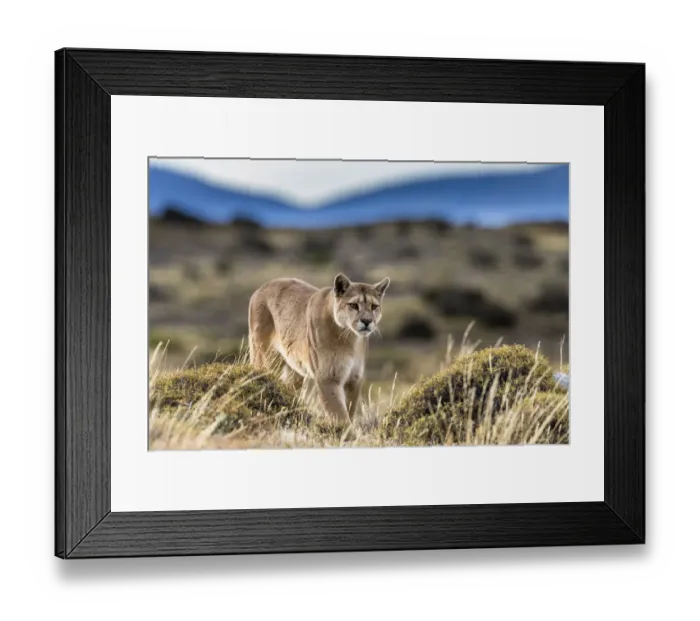 Framed Print : Puma (Puma concolor) in high altitude habitat of Torres del Paine National Park, Chile Framed Print : Puma (Puma concolor) in high altitude habitat of Torres del Paine National Park, Chile