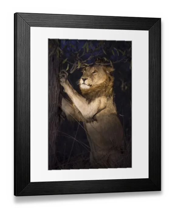 Framed Print : Lion (Panthera leo) male sharpening his claws on a tree at night, Sabi Sand Game Reserve Framed Print : Lion (Panthera leo) male sharpening his claws on a tree at night, Sabi Sand Game Reserve