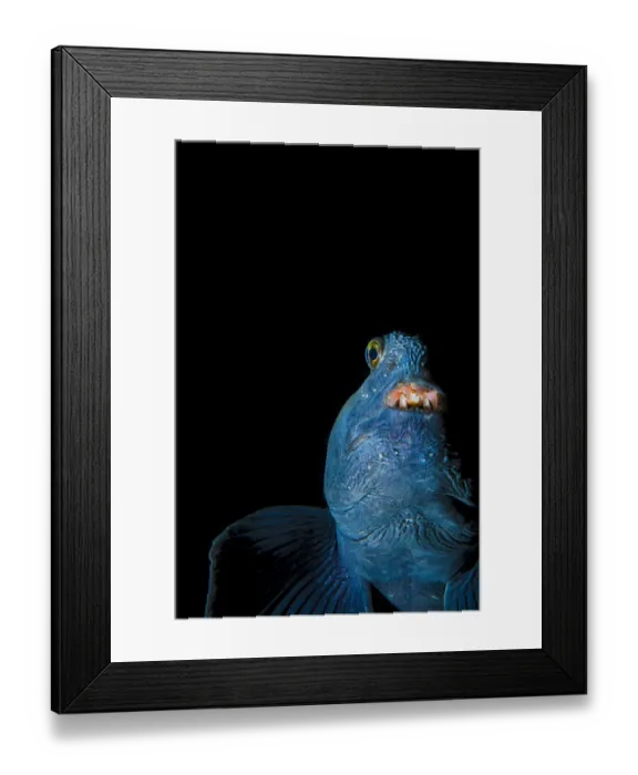 Framed Print : Wolf fish (Anarhichas lupus) portrait, Akuyeri, Iceland. North Atlantic Ocean Framed Print : Wolf fish (Anarhichas lupus) portrait, Akuyeri, Iceland. North Atlantic Ocean