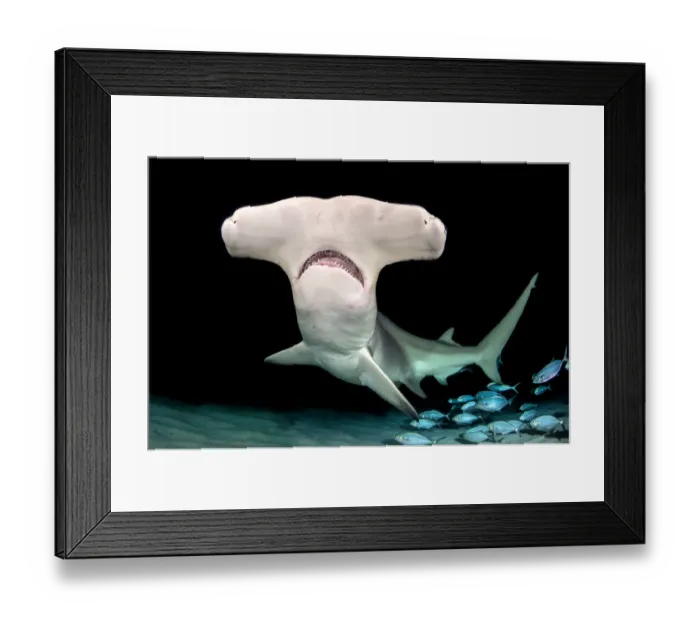 Framed Print : Great hammerhead shark (Sphyrna mokarran) female at night with Bar jacks (Caranx ruber) Framed Print : Great hammerhead shark (Sphyrna mokarran) female at night with Bar jacks (Caranx ruber)