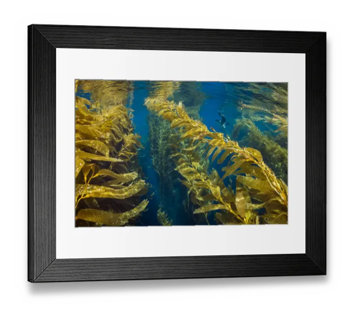 Framed Print : Young California sea lion (Zalophus californianus) play in the canopy of a forest of Giant kelp Framed Print : Young California sea lion (Zalophus californianus) play in the canopy of a forest of Giant kelp