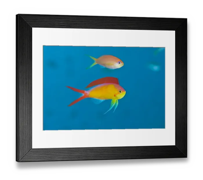 Framed Print : Flame anthias (Pseudanthias ignitus) displaying to the more drab female (above) during Framed Print : Flame anthias (Pseudanthias ignitus) displaying to the more drab female (above) during