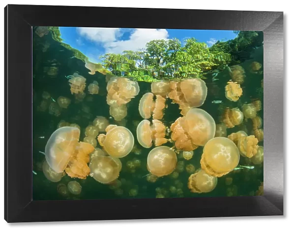 Aggregation of Golden jellyfish (Mastigias sp
