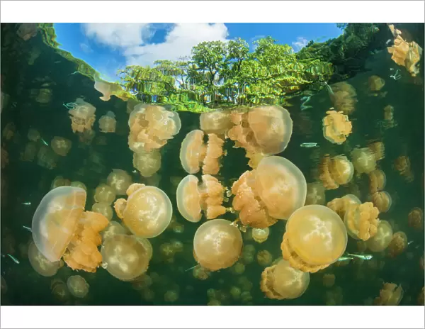 Aggregation of Golden jellyfish (Mastigias sp