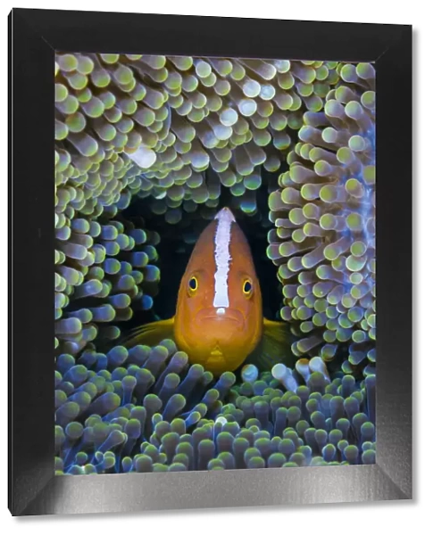 Orange anemonefish (Amphiprion sandaracinos) in its host Mertens carpet sea anemone