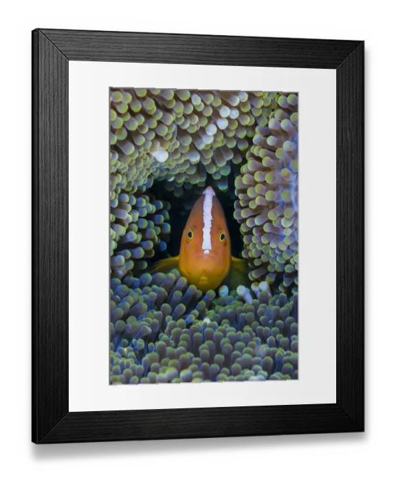Framed Print : Orange anemonefish (Amphiprion sandaracinos) in its host Mertens carpet sea anemone Framed Print : Orange anemonefish (Amphiprion sandaracinos) in its host Mertens carpet sea anemone