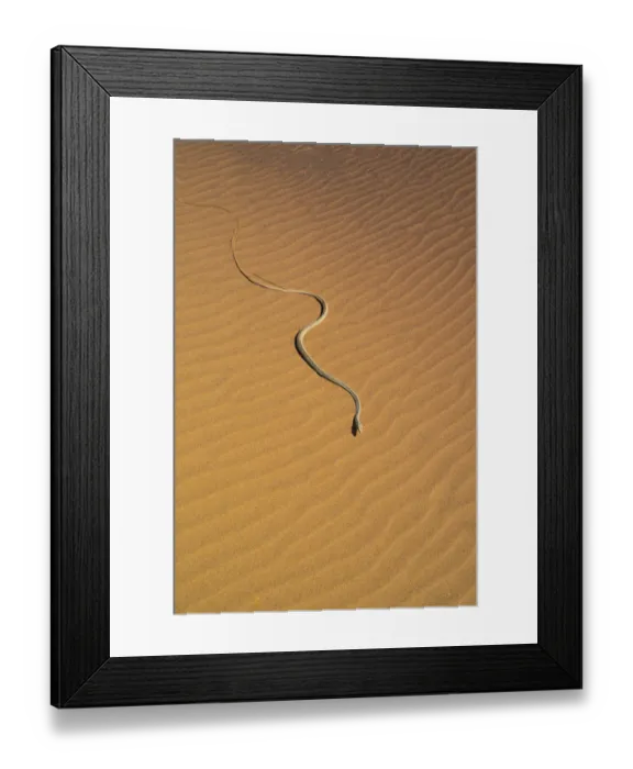 Framed Print : Namib sand snake (Psammophis namibensis) in sand dunes, Swakopmund, Erongo Region, Namibia Framed Print : Namib sand snake (Psammophis namibensis) in sand dunes, Swakopmund, Erongo Region, Namibia