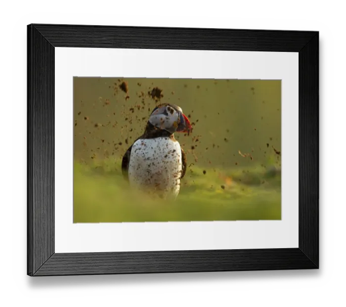 Framed Print : Atlantic Puffin (Fratercula arctica) covered by mud from its partner digging out Framed Print : Atlantic Puffin (Fratercula arctica) covered by mud from its partner digging out