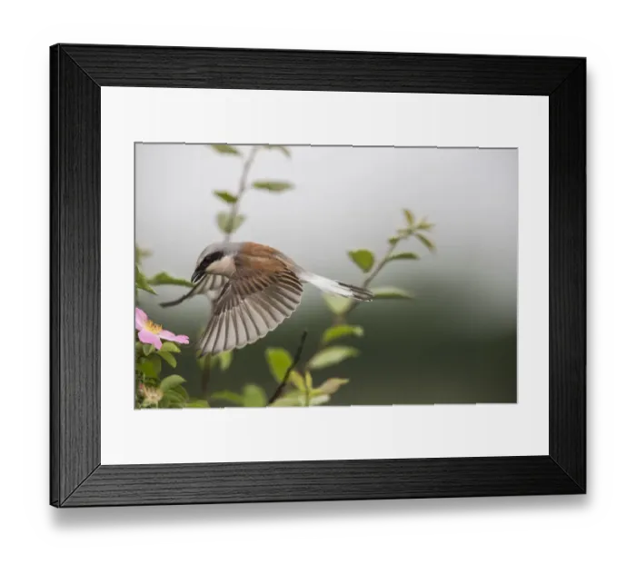 Framed Print : Red-backed shrike (Lanius collurio) adult male taking off, Lower Saxony, Germany, June Framed Print : Red-backed shrike (Lanius collurio) adult male taking off, Lower Saxony, Germany, June