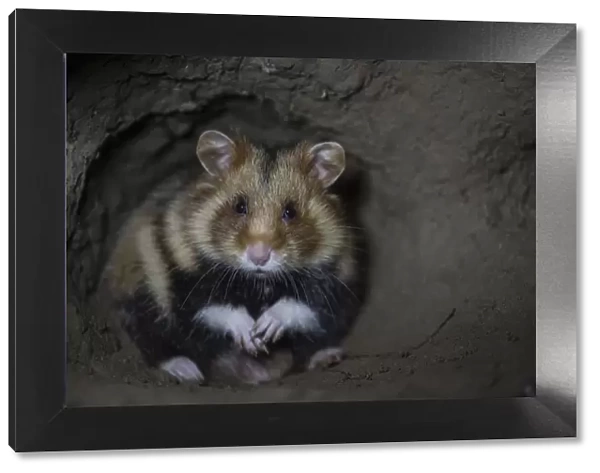 European hamster (Cricetus cricetus) male, in underground burrow, captive