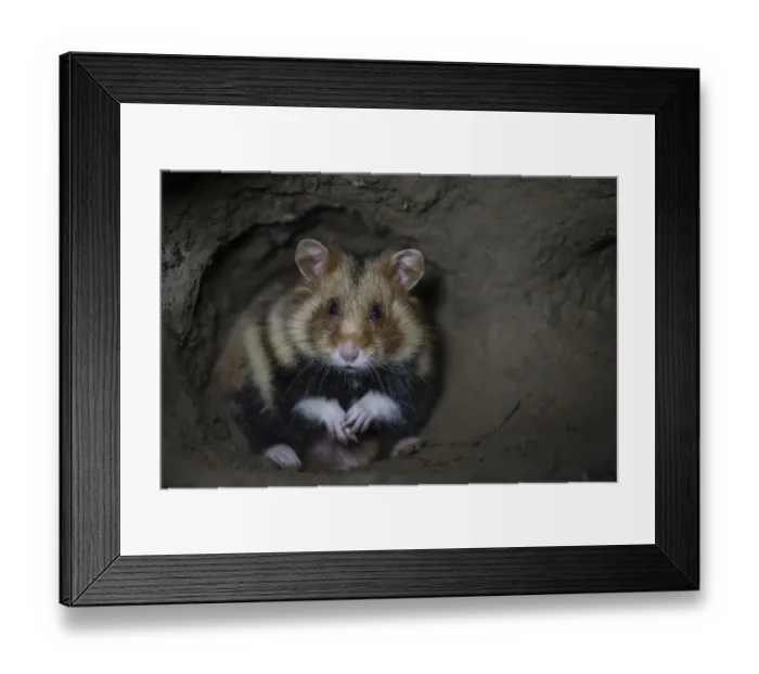 Framed Print : European hamster (Cricetus cricetus) male, in underground burrow, captive Framed Print : European hamster (Cricetus cricetus) male, in underground burrow, captive
