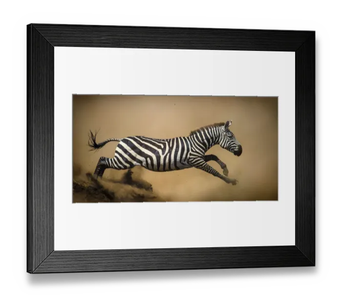 Framed Print : Zebra (Equus quagga) leaping during stampede, Serengeti, Tanzania. Vignette added Framed Print : Zebra (Equus quagga) leaping during stampede, Serengeti, Tanzania. Vignette added
