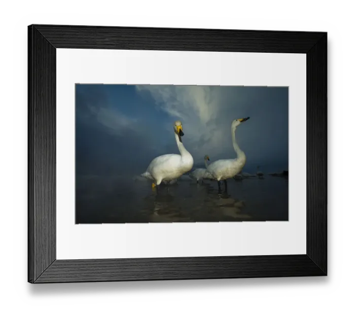 Framed Print : Whooper swans (Cygnus cygnus) in misty hot springs, Lake Kussharo, Hokkaido, Japan, February Framed Print : Whooper swans (Cygnus cygnus) in misty hot springs, Lake Kussharo, Hokkaido, Japan, February