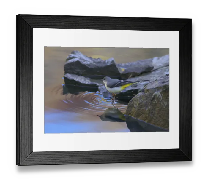 Framed Print : Grey wagtail (Motacilla cinerea) at waters edge, Gaoligong Mountain National Nature Reserve Framed Print : Grey wagtail (Motacilla cinerea) at waters edge, Gaoligong Mountain National Nature Reserve