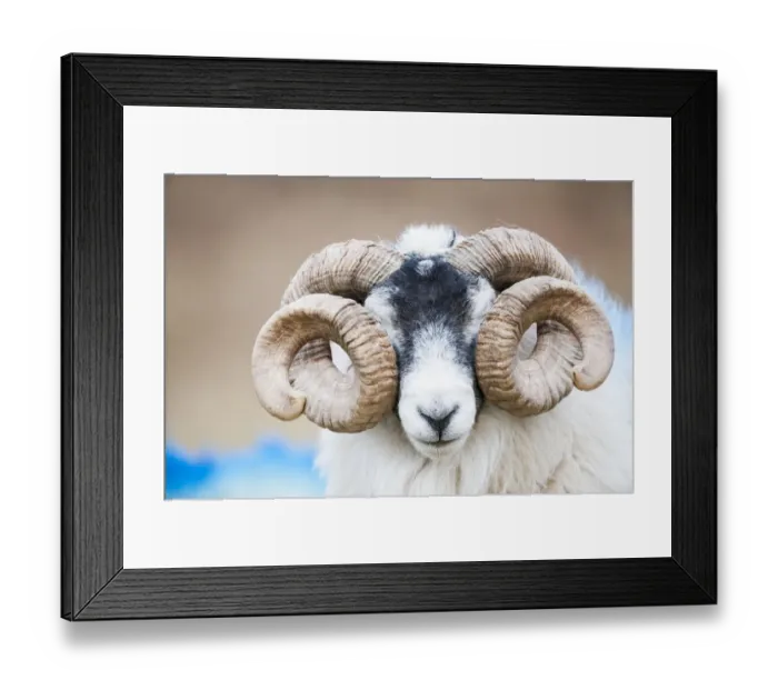 Framed Print : Black faced sheep ram with twisted horns, Mull, Scotland, UK. January Framed Print : Black faced sheep ram with twisted horns, Mull, Scotland, UK. January
