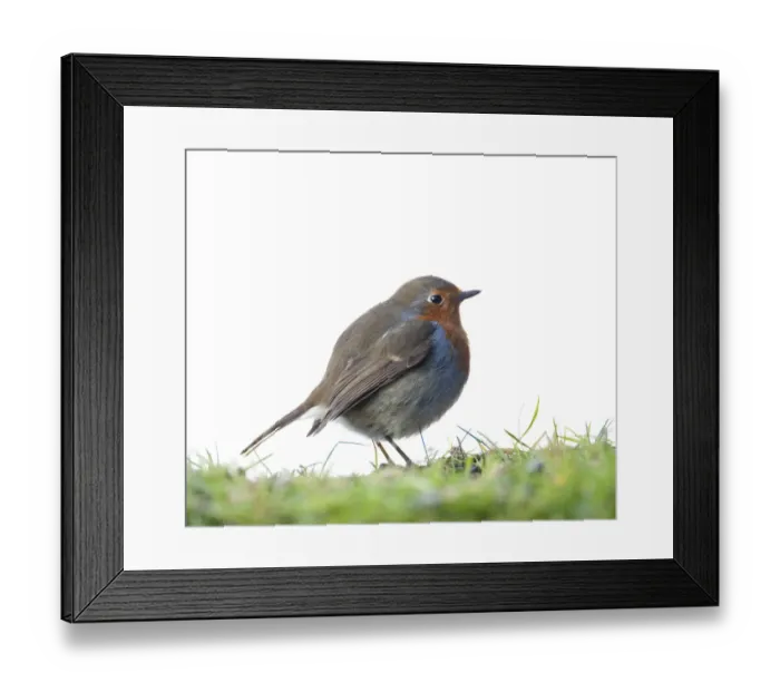 Framed Print : Robin (Erithacus rubecula) profile in field studio, Scotland, UK, January Framed Print : Robin (Erithacus rubecula) profile in field studio, Scotland, UK, January