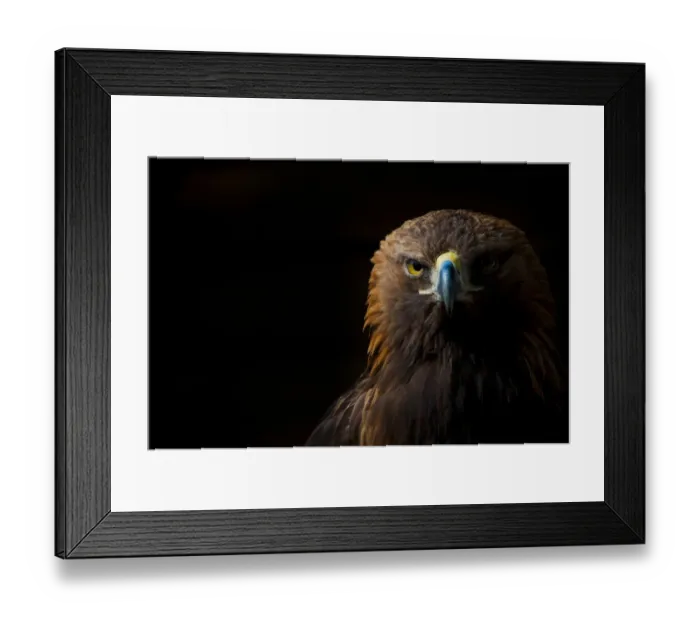 Framed Print : Golden eagle (Aquila chrysaetos) portrait, captive, occurs in the Northern hemisphere Framed Print : Golden eagle (Aquila chrysaetos) portrait, captive, occurs in the Northern hemisphere
