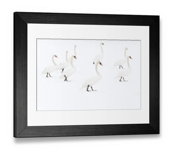 Framed Print : Mute swan (Cygnus olor) flock on snow, Hazerswoude, The Netherlands, February Framed Print : Mute swan (Cygnus olor) flock on snow, Hazerswoude, The Netherlands, February