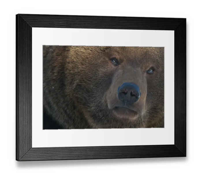Framed Print : European brown bear (Ursus arctos) head portrait, captive, occurs in Eurasia Framed Print : European brown bear (Ursus arctos) head portrait, captive, occurs in Eurasia