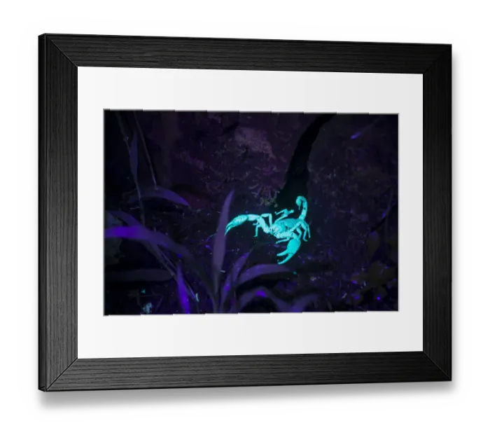 Framed Print : Scorpion (Heterometrus sp) fluorescing in ultraviolet light at night on forest floor Framed Print : Scorpion (Heterometrus sp) fluorescing in ultraviolet light at night on forest floor