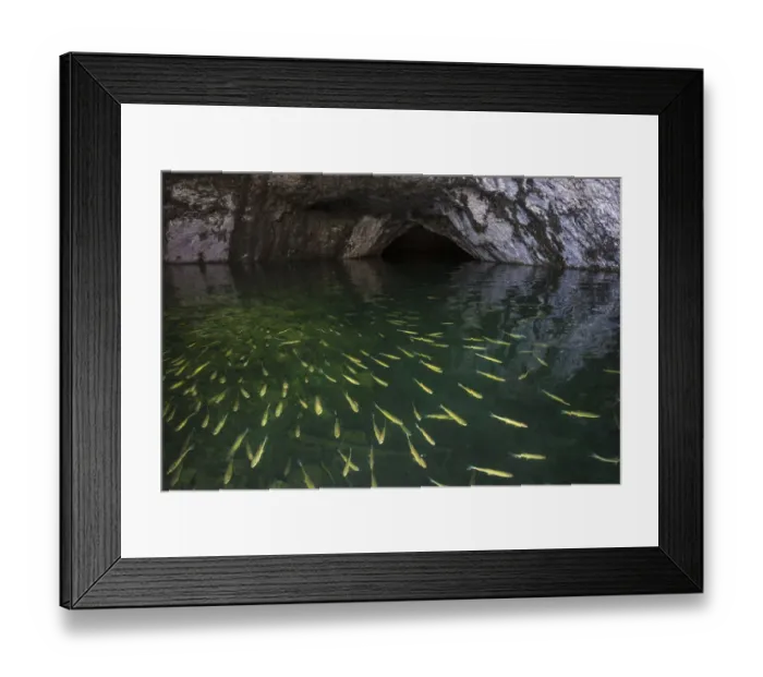 Framed Print : European Chubb (Squalius / Leuciscus cephalus) in cave, Plitvice Lakes National Park, Croatia Framed Print : European Chubb (Squalius / Leuciscus cephalus) in cave, Plitvice Lakes National Park, Croatia